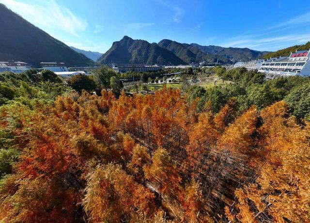 保康：冬日水杉着“红装”