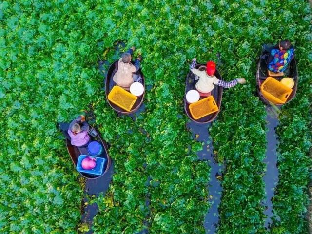 「乾隆严选」的南湖风物，绝了！