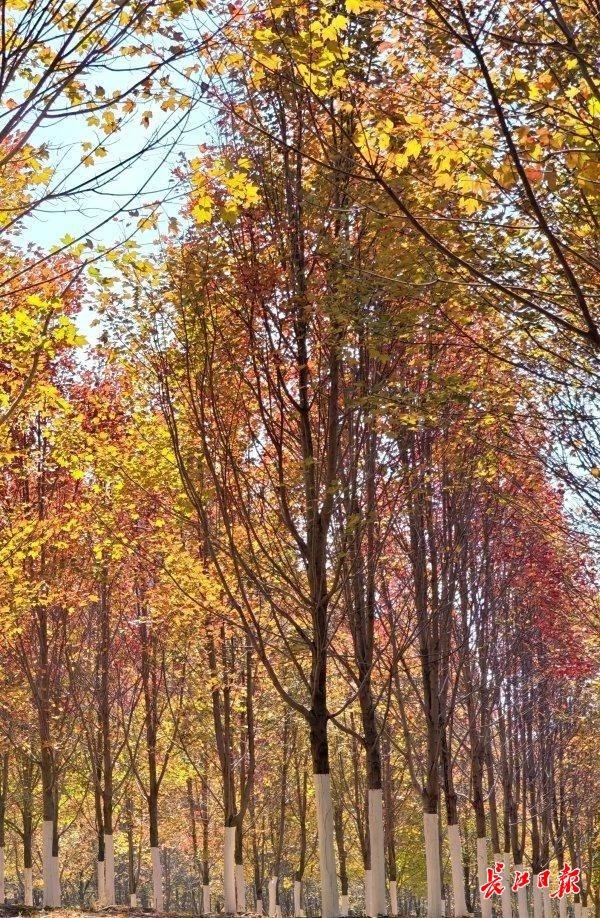 深秋红枫现美景，校园变成“调色盘”