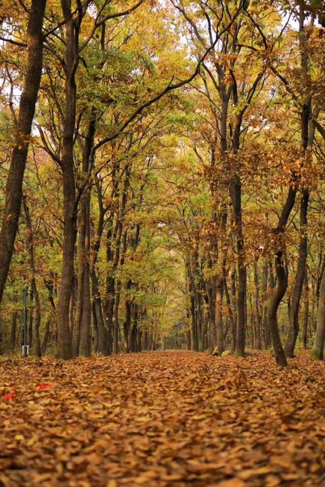 日照色彩派对开启！“美拉德”风景正当时！