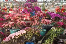 新·年味儿｜大连：“福蝶”飞飞迎春来图片