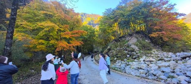 广元群山红叶如霞似火 迎八方来客尊享独有的秋韵与风情