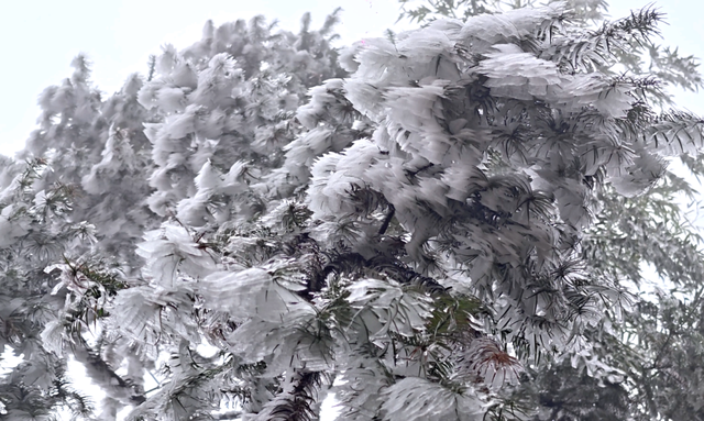 零下3℃的浪漫 融水雾凇等你来打卡