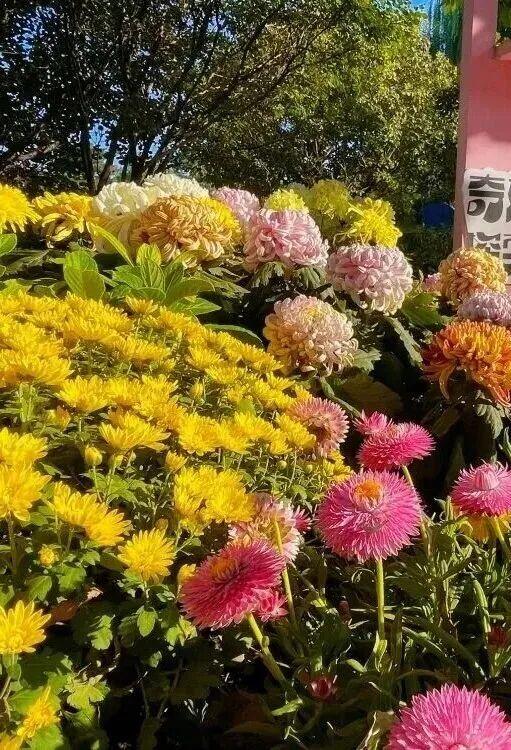 多彩京秋各区巡游丨丰台区启动“花园城市 丰彩秋韵”系列活动，七大主题邀市民共赏金秋！