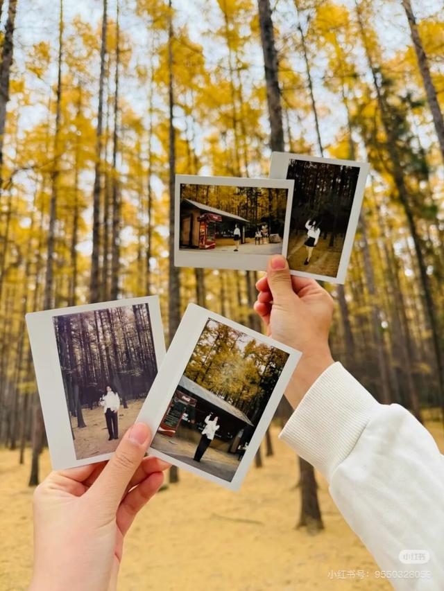 一半秋色在净月潭 另一半在你的镜头里→