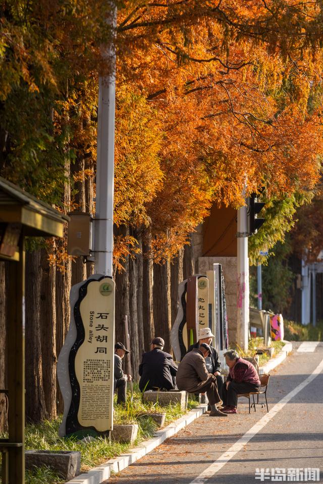 冬游青岛｜这座小村庄里“藏”着一条水杉大道，1978年栽种如今千株傲立！