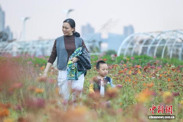 江西南昌：城市花海正盛放 绚丽多姿引客来
