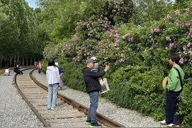 废弃铁轨构成独特画面，庆丰公园蔷薇花墙引市民打卡图片