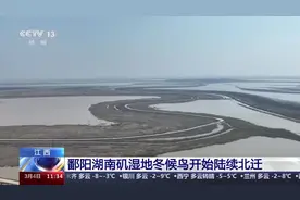 鄱阳湖南矶湿地数十万只冬候鸟开始陆续北迁图片