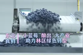 东北真鲜｜“小蓝莓”酿出“大产业” 助力林区绿色转型图片