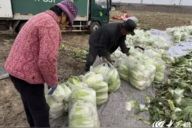 聊城一菜农30万斤白菜愁销路，盼爱心人士伸援手图片