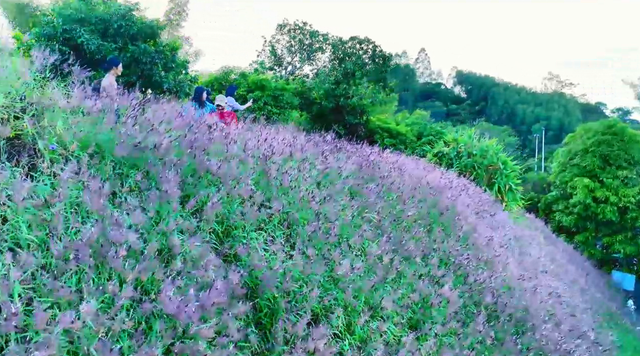火了！玉林这片粉紫色的山坡，吸引不少人打卡