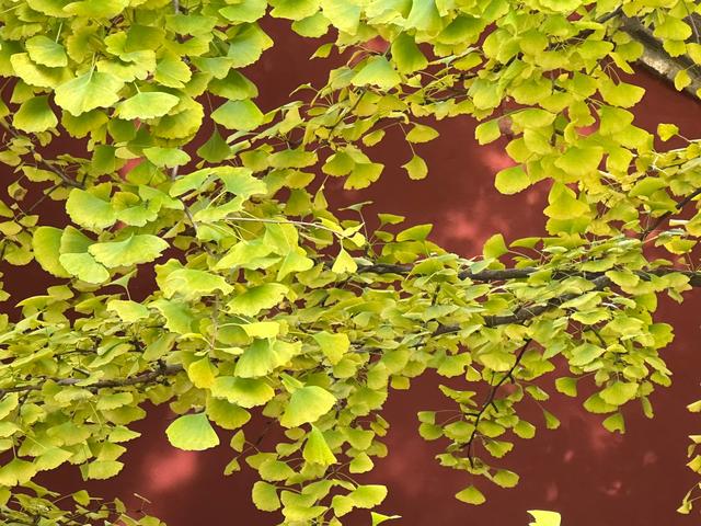 泰山壶天阁银杏披“金衣” 秋日美景引客来