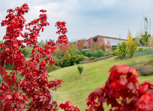绝美！成都红枫进入最佳观赏期！线路来啦