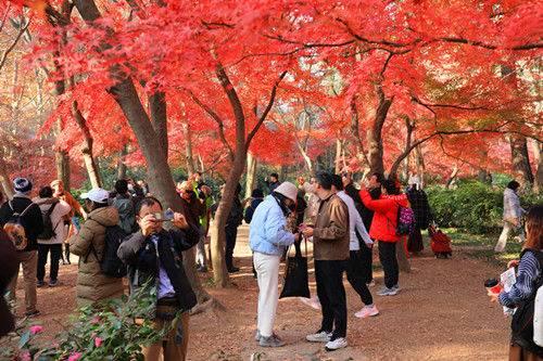 南京中山植物园红枫美到窒息