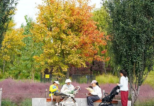 “粉色云雾”美极了！北京这个免费公园里藏着秋日限定“粉色浪漫”——