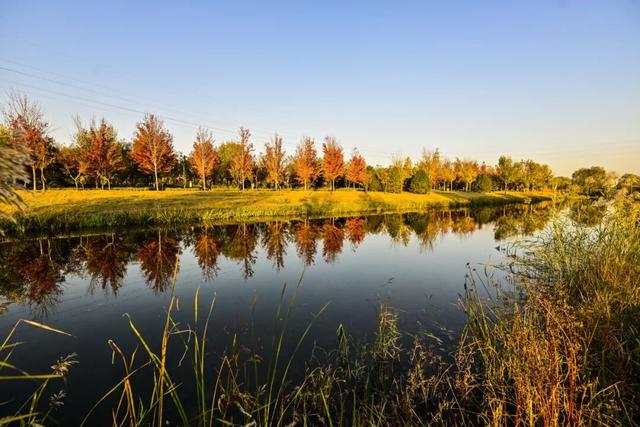 藏不住了！副中心这条4.4公里“红叶大道”，美到封神