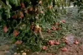 山东蒙阴县“久旱逢冰雹”，果农经历“从惊喜到惊吓”：桃子被砸烂了图片