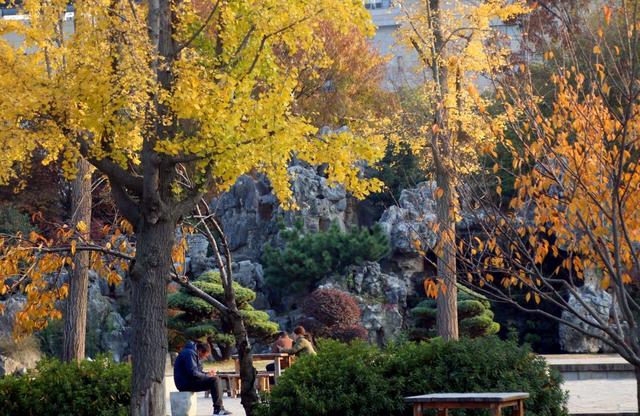 江苏苏州：桐泾公园斑斓冬景引客来