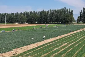宁夏冷凉蔬菜乘“飞的”去迪拜图片