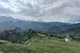 从茶马古道到新式茶饮 恩施茶“泡”出百亿大产业图片