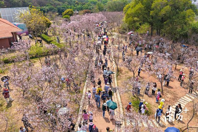 超出片！南沙这片樱花海，等你打卡