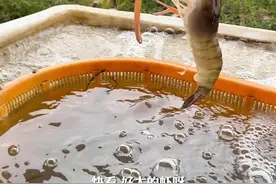 江陵：“淡水虾王”罗氏虾，你见过吗？图片