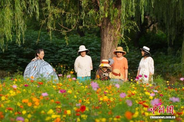 北京圆明园秋英花绽放 如彩色地毯铺展