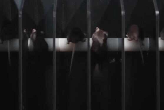 4只鼠鼠档案大公开！揭秘中国空间站“鼠航天员”，实验首选为何是它们？