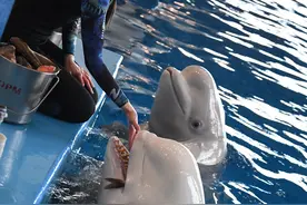 （外代二线）俄罗斯普里莫里耶水族馆的白鲸图片