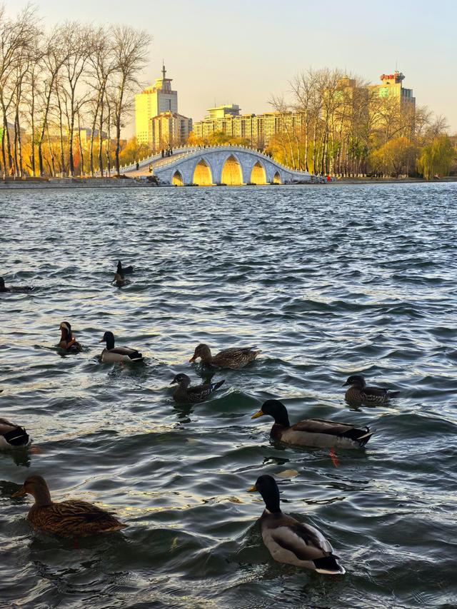 玉渊潭版“金光穿洞”上演，大量水禽都来“观赏”