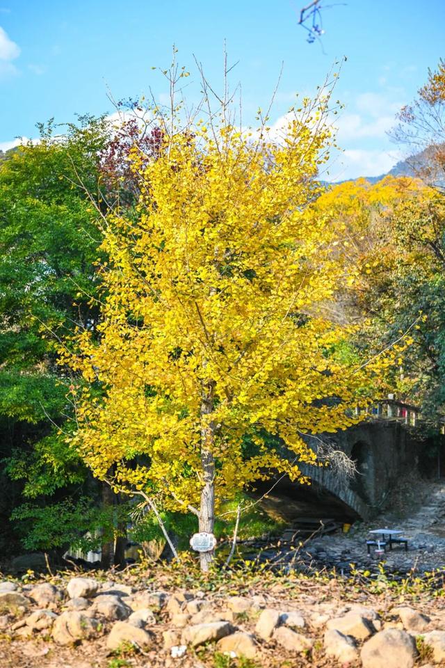 美“枫”了！九峰村迎来颜值巅峰！