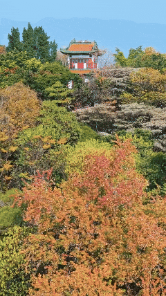 快来打卡！星湖边的乌桕红了，比枫叶更艳丽！