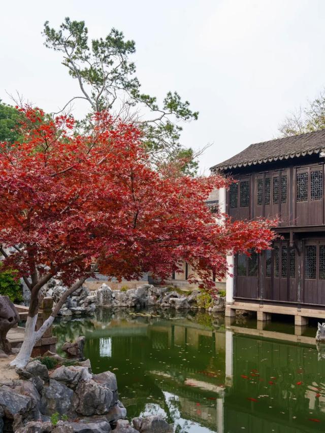 周末去打卡丨红了！吴江追“枫”宝典请收藏