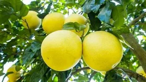 青睐绵阳 ‖ 11月8日—9日！梓潼天宝蜜柚采摘季活动来袭，竞技+亲子玩法承包你的快乐！