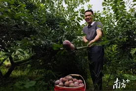 信宜三华李上市即火爆！日销200吨抢“鲜”全国图片