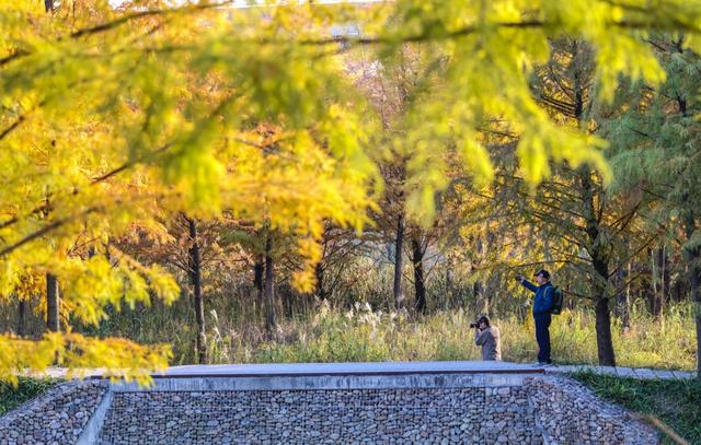 新晋秋日“顶流”美图来袭！魔都阿勒泰未开先火，落羽杉迎来最绚烂时刻