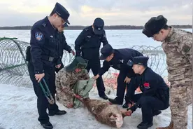 傻狍子偷渡卡栅栏被民警救治图片