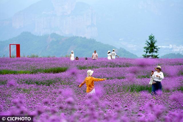 花开成海景色美