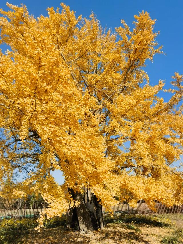 满目金黄！松江千年古银杏迎来最佳观赏期