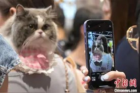“香港猫迷博览会2024”开幕图片