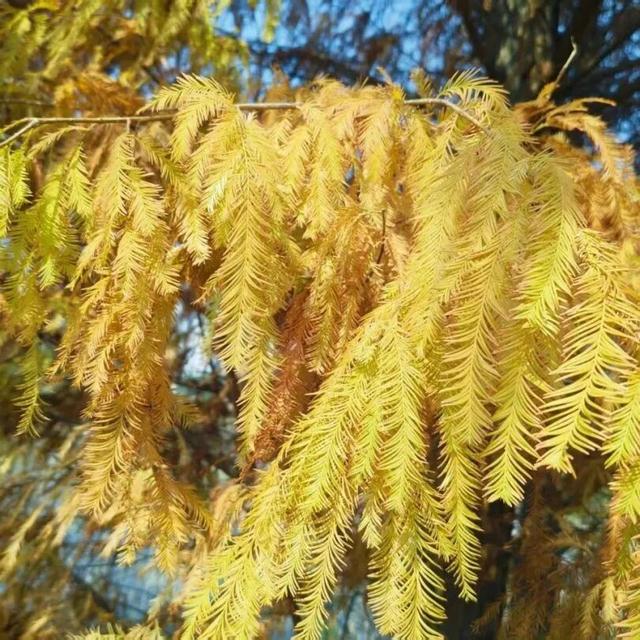 南宁冬日顶流变色了，这几个地方的落羽杉美到失语→