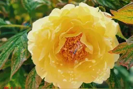 菏泽最新赏花指南：晚期牡丹、早期芍药去哪里看？一文在手，赏花畅游！图片