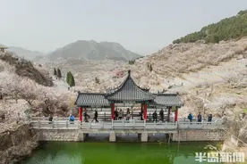 第二届青岛樱桃花节今日启幕，来北宅探索春日“小确幸”图片