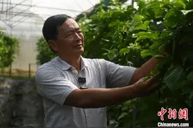 台商王金都一棵水果种苗种出的“两岸情”图片