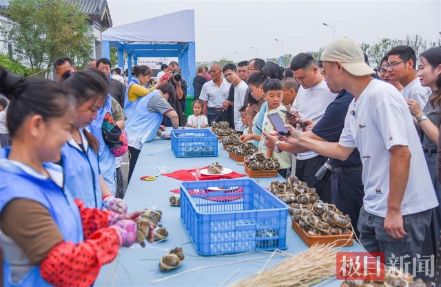 湖北一地“蟹王”“蟹后”拍出1.9万