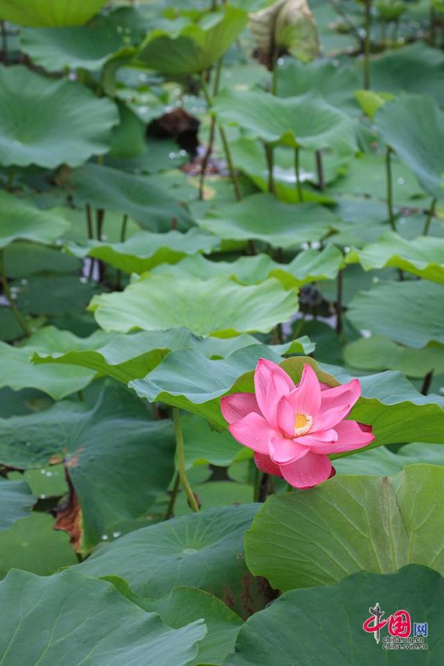 夏日查干湖碧波绘盛景 “生态+旅游”擦亮“金字招牌”