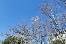 “分布式”观赏宝山白玉兰，街边绿地和公园是重点~图片