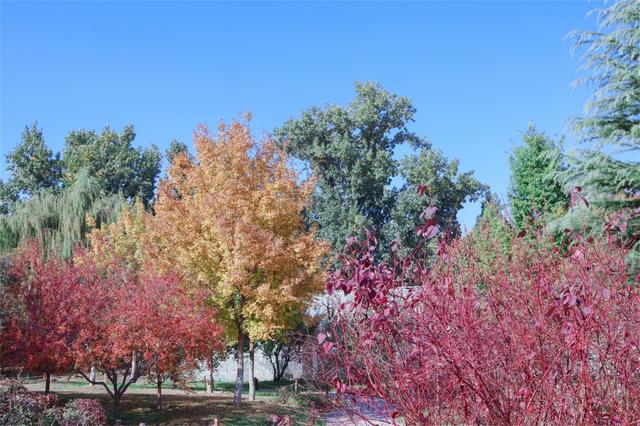 彩叶变色率超85%，玉渊潭公园推出四大赏秋打卡点位