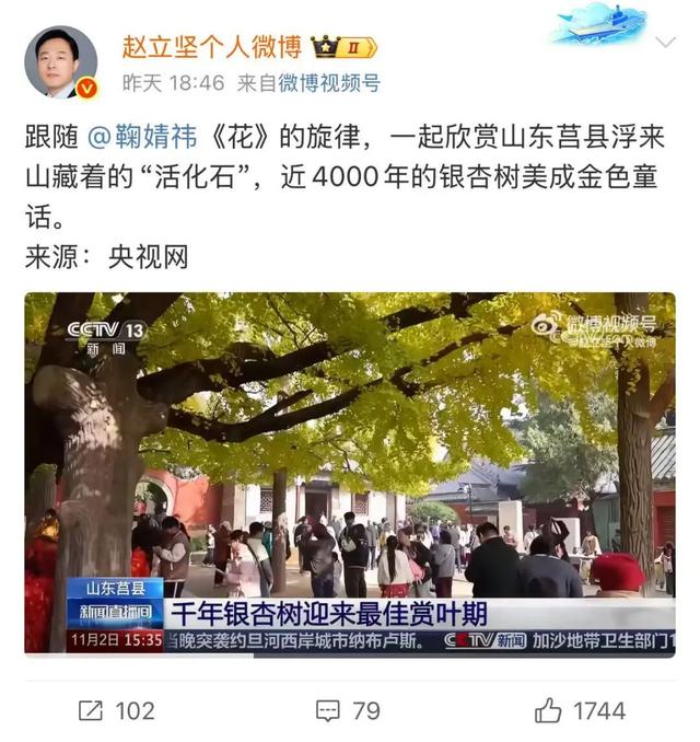 赵立坚微博打call日照银杏古树！附高清大图+进阶玩法！